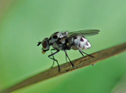 Réf. 316 407 : Anthomyia pluvialis